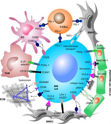 Contribution of the Tumor Microenvironment to Metabolic Changes Triggering Resistance of Multiple Myeloma to Proteasome Inhibitors